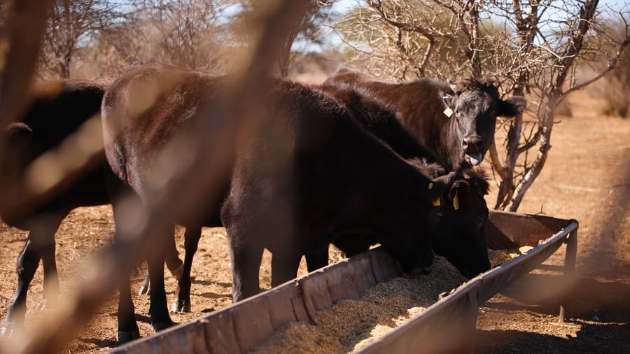 Kalahari cattle at golden hour