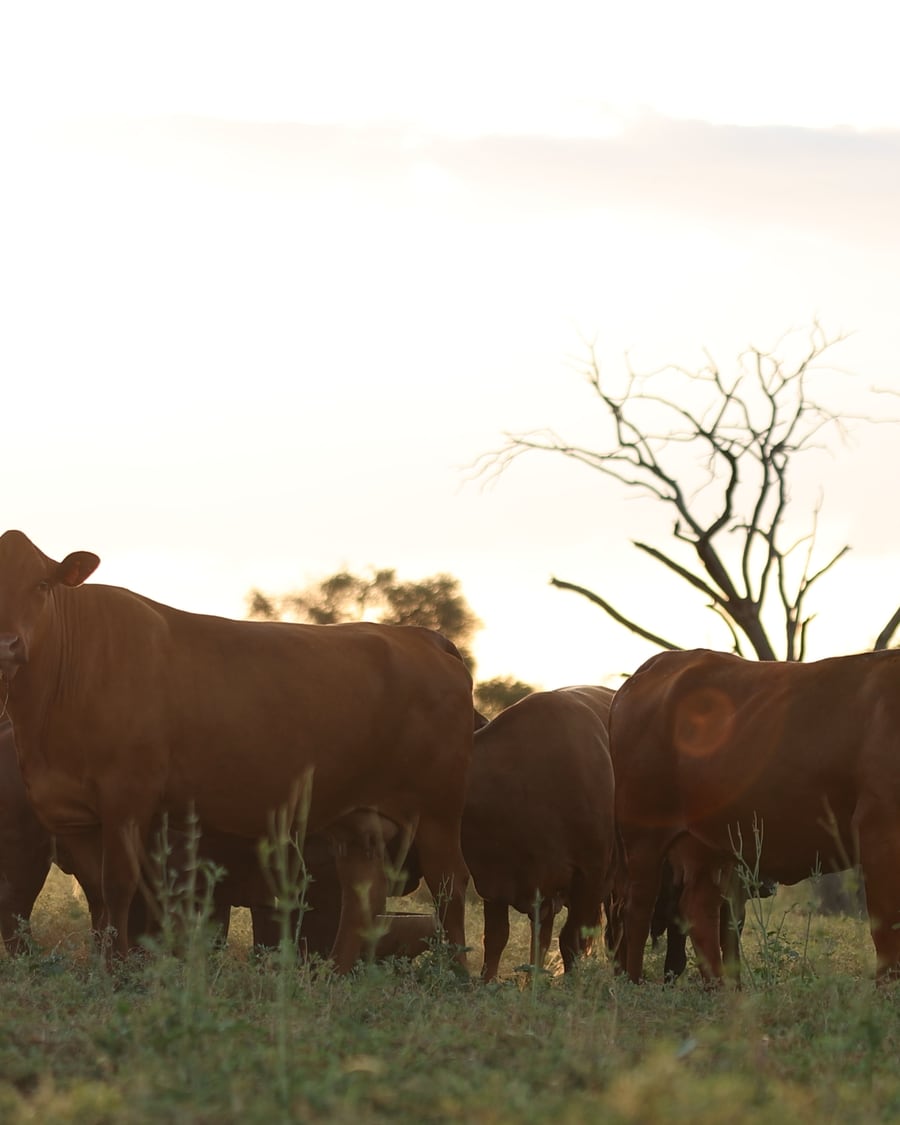 Kalahari cattle grazing at sunset on the home farm